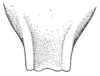 CollectionObject 1522466; 9a2ae45c-11ed-4908-bb30-6d97a7d88388: Pl. XX, Fig. 2 (after type). male subgenital plate, ventral view. (CollectionObject).