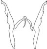 Stylus on Cassianeura cassiae (Ahmed, 1970): style and connective, dorsal view. (Observation).