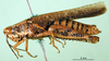 CollectionObject 1502283; 33e10c1a-55f0-4666-9ee0-c49e95e555cf: female, lateral view (paratype). (CollectionObject).