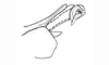 Baeacris morosa (Rehn, 1905): Fig. 14. aedeagaus apex, lateral view. (Otu).
