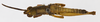 CollectionObject 1523719; 519b435f-35b2-46fc-a51c-912d11ca2028: male, dorsal view (holotype). (CollectionObject).