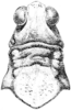 Spaniacris deserticola (Bruner, 1906): Fig. 366. female, head and pronotum, dorsal view. (Otu).