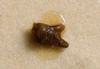 CollectionObject 1517182; b2fc8454-4552-435a-9be6-5cd2919c9a74: male cercus (holotype). (CollectionObject).
