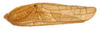 CollectionObject 1523616; cc0ef9bb-1f9c-4083-a25f-db8784b81fe0: male, right forewing. (CollectionObject).