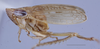 Habitus, lateral view: (Observation).;Habitus, lateral view: (Observation).