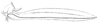 Liostethus gladius Redtenbacher, 1891: Pl. III, Fig. 12 b. ovipositor (length 47.3 mm). (Otu).