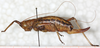 CollectionObject 1567634; b28d56ed-11fb-48fc-b9fa-cdf97da796d9: female, lateral view. (CollectionObject).