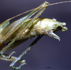 CollectionObject 1528093; ee8c6e5f-fa31-4830-b6c1-ed62685e893a: male abdomen tip (holotype). (CollectionObject).