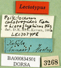 CollectionObject 1501056; 0674c0dd-043a-40d5-b6e2-803411b76061: labels (lectotype). (CollectionObject).