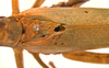 CollectionObject 1532157; NMW 6660, 97a52c45-8ea6-437f-96fd-f6c308fcc47e: male, stridulatory area (holotype). (CollectionObject).