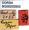 CollectionObject 1545387; 1f13d385-369d-434b-91fc-2bbc73519685: labels (paralectotype). (CollectionObject).
