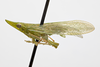 Habitus, lateral view: !! display not done !! on Rhynchomitra microrhina (Walker, 1851): UDCC_TCN 00000916 Rhynchomitra microrhina (Walker, 1851) MALE. (Observation).