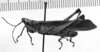 CollectionObject 1543591; 0a692f8e-35a4-45d4-a939-ddf0899ce93d: Image Carbonell, C.S. [mirror image]. male, lateral view (holotype). (CollectionObject).