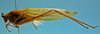 CollectionObject 1597005; 302a7bf7-0d85-4ab8-a73e-052febaa942a: male, lateral view (paratype of Hammatofera brasiliensis). (CollectionObject).