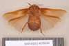 Hyposphaeria hirta (Thunberg, 1810): Holotype, male, ventral. BMNH(E)#878094. (Otu).