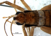 CollectionObject 1527803; 5d92d1fc-0715-49fa-b31b-cecfa7a5490c: male, head and thorax, dorsal view (holotype). (CollectionObject).