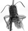 CollectionObject 1533816; 3845fe16-5fa1-454e-917a-fe309e27d464: Image Carbonell, C.S. male, frontal view (paratype). (CollectionObject).
