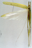CollectionObject 1537900; ccca9366-687a-4cd9-8e72-c3ec7f3291a4: male, dorsal view (paratype). (CollectionObject).