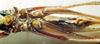 CollectionObject 1506869; MCSN 3224694, ae9992e0-4952-43ab-ae44-45da44adeafc: female, ventral view (paralectotype of Macroxiphus pictipes). (CollectionObject).