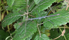 Acanthomenexenus polyacanthus (Dohrn, 1910): copyright Paul D. Brock. male, in culture (ex. Sangihe Is.). (Otu).