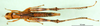 CollectionObject 1581784; f24710ec-2b73-4ba4-b9be-62c82edbed9e: female, dorsal view (paratype). (CollectionObject).