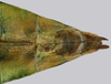 CollectionObject 1591364; 8549572b-4156-4cda-8976-627da83019ed: copyright IMQC Montreal. male end of abdomen, ventral view (holotype). (CollectionObject).