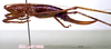 CollectionObject 1503226; MBBJ 3224803, c6bb1b13-65f1-4c2b-b4c3-7aaba5b5308f: female habitus lateral view. (CollectionObject).
