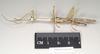 CollectionObject 1558917; 9c710c20-6f8d-45f0-a2c6-e103d0ce7dd5: copyright Natural History Museum, London. male, lateral view of synonym Haplopus ligia (paralectotype). (CollectionObject).;CollectionObject 1558918; 91108cc7-f465-4d69-b42c-18b503e87bf5: copyright Natural History Museum, London. male, lateral view of synonym Haplopus ligia (paralectotype). (CollectionObject).