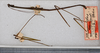 CollectionObject 1559952; USNM(SF IMPORT DUPLICATE) 6974, 0194ce65-310a-4ae0-914d-acc0651d0af1: copyright USNM, Washington. male (holotype). (CollectionObject).
