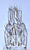 Subgenital plate, ventral view on Asymmetrasca decedens (Paoli, 1932): (Observation).