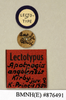 Apotrogia angolensis Kirby, 1900: Copyright Natural History Museum, London. Labels from lectotype (female nymph) in BM(NH). (Otu).