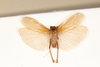 CollectionObject 1531235; e6fad094-bd9a-4131-831a-a5e489ace390: male, dorsal view (holotype). (CollectionObject).