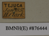 CollectionObject 1572964; 6be54361-8d9f-4752-aa69-e988695de6f3: Copyright Natural History Museum, London. Labels from non-type (adult female) in BM(NH). (CollectionObject).