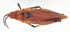 CollectionObject 1573936; 140ac877-b84f-435a-b9e6-9823e8d3a7ff: female, dorsal view (paratype of Tanita obesa). (CollectionObject).