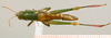 CollectionObject 1537803; 308dcdda-f231-4cd3-9e10-4896fba240dd: female habitus dorsal view (paratype). (CollectionObject).