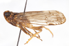 Habitus, lateral view: !! display not done !! on Xenoliarus montanus (Metcalf, 1923): (Observation).