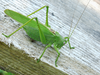 Tettigonia caudata caudata (Charpentier, 1845): male (Serbia, Futog, 21.06.2014). (Otu).