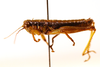 CollectionObject 1590393; 772ef705-351e-4c0d-80d4-bf07aba0d95b: male, lateral view (paralectotype). (CollectionObject).