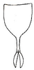 Pseudophyllus neriifolius (Lichtenstein, 1796): Fig. 23. male subgenital plate. (Otu).