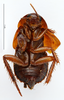 Hebardina ugandana (Giglio-Tos, 1907): CC BY-NC-ND 4.0/MNHN - Depraetere Marion - 2014. Type, female, of benardi Chopard, 1921. Specimen number: MNHN-EP-EP948. http://coldb.mnhn.fr/catalognumber/mnhn/ep/ep948. (Otu).