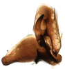 Subgenital plate: !! display not done !! on Turrutus socialis (Flor, 1861): Subgenital plate. (Observation).