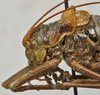 CollectionObject 1536025; bcfb1c24-c2a8-4b76-8054-f8ef38de2f95: female pronotum, lateral view (syntype). (CollectionObject).