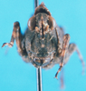 CollectionObject 1581363; 221e66ac-8590-4b76-91d8-ed26d96cf4fa: female, frontal view (paratype). (CollectionObject).