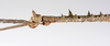 CollectionObject 1560977; ff965729-b76d-4ab9-8a46-f7c1ecbe92c4: copyright ZMUH, Hamburg. male: head & thorax, lateral view (holotype). (CollectionObject).