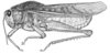 Xyleus lineatus (Bruner, 1906): Fig. 32. male habitus (specimen from Brazil, São Paulo, Itirapina). (Otu).