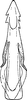 Aedeagus, ventral view: !! display not done !! on Paraliburnia detecta (Linnavuori, 1953): Aedeagus, ventral view. (Observation).