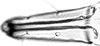 Subgenital plate.: Rostrum (URS) of A. spiraecola. (Observation).