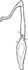 Aedeagus, ventral view on Asymmetrasca lutowa (Dworakowska, 1971): Aedeagus (holotype), ventral view. (Observation).