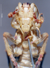 CollectionObject 1536192; NMBA 3225276, 2954aa91-0d22-4cfe-9bbb-7fb6ebe41841: male, frontal view. (CollectionObject).
