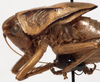CollectionObject 1527265; a67f68f3-4285-4a41-a4cd-e7a71b7f070d: male pronotum, lateral view. (CollectionObject).